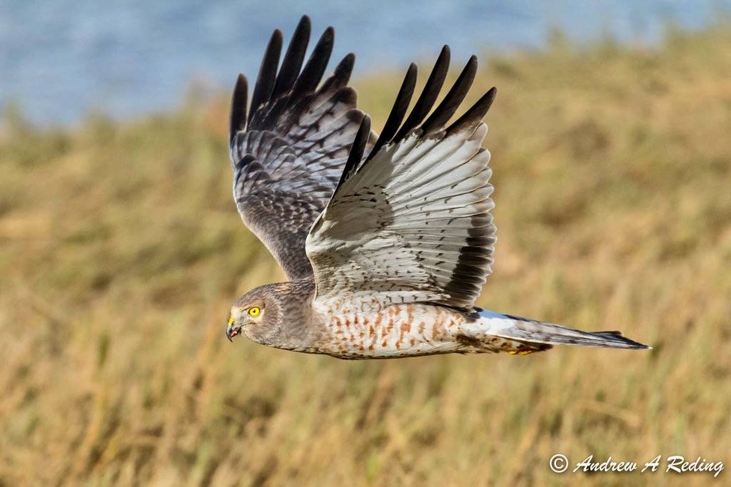 male northern harrier in flight along Lummi River by Andrew Reding is licensed under CC BY-NC-ND 2.0.